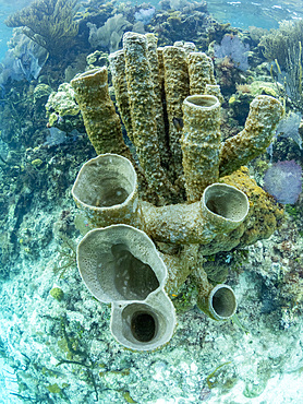 Underwater views the reef along the circumference of the Great Blue Hole on Lighthouse Reef, Belize.