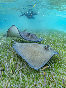 Southern stingray, Hypanus americanus, with snorkeler in shark and ray alley, Caye Caulker, Mesoamerican Barrier Reef, Belize.