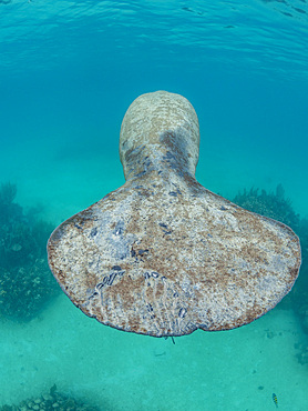 West Indian manatee, Trichechus manatus, on the reef near Caye Caulker, inside the Mesoamerican Barrier Reef, Belize.