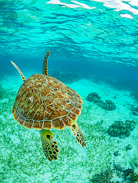 Green sea turtle, Chelonia mydas, surfacing for air near Caye Caulker, inside the Mesoamerican Barrier Reef, Belize.