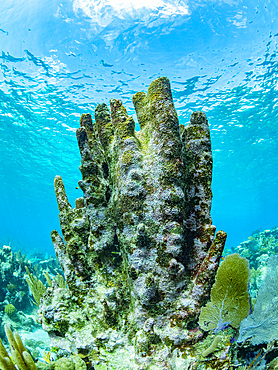 A myriad of fish and coral underwater at Hol Chan Marine Preserve, inside the Mesoamerican Barrier Reef, Belize.