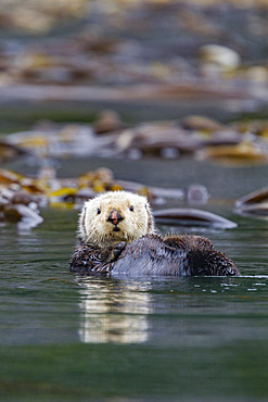 Adult sea otter (Enhydra lutris kenyoni) in kelp bed in Inian Pass, Southeastern Alaska, USA. Pacific Ocean.