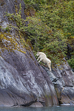 Adult mountain goat (Oreamnos americanus) on cliff face in Tracy Arm, Southeast Alaska, USA.