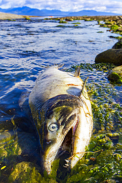 Dead and dying pink salmon (Oncorhynchus gorbuscha) gathering after the spawn just outside of Sitka, Alaska.