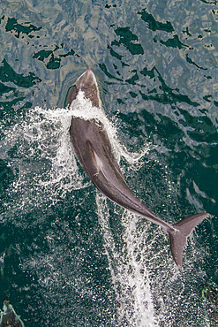 An adult Pacific white-sided dolphin (Lagenorhynchus obliquidens) leaping in Johnstone Strait, British Columbia, Canada