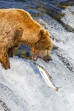 Adult brown bear (Ursus arctos) foraging for salmon at the Brooks River in Katmai National Park, Alaska, USA.