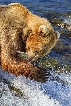 Adult brown bear (Ursus arctos) foraging for salmon at the Brooks River in Katmai National Park, Alaska, USA.