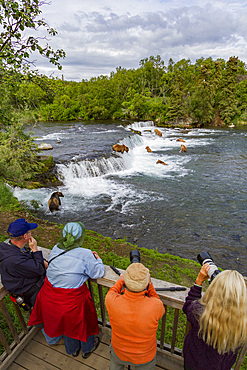 A view from the Park Service platform where adult brown bears (Ursus arctos) forage for salmon in Katmai National Park.