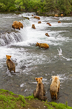 A view from the Park Service platform where adult brown bears (Ursus arctos) forage for salmon in Katmai National Park.