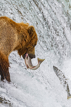 Adult brown bear (Ursus arctos) foraging for salmon at the Brooks River in Katmai National Park, Alaska, USA.