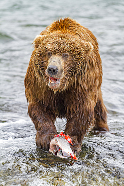 Adult brown bear (Ursus arctos) foraging for salmon at the Brooks River in Katmai National Park, Alaska, USA.