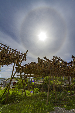 Cod drying on racks temporarily built for that purpose in the small fishing town of Å in the Lofoton Island Group, Norway.