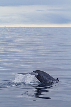 A rare sighting of an adult blue whale (Balaenoptera musculus) sub-surface feeding in the Svalbard Archipelago, Norway.