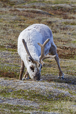 Adult Svalbard reindeer (Rangifer tarandus platyrhynchus) grazing within the town limits of Longyearbyen, Svalbard, Norway.