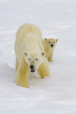 Mother polar bear, Ursus maritimus, with cub of the year in Holmabukta in the Svalbard Archipelago, Norway.