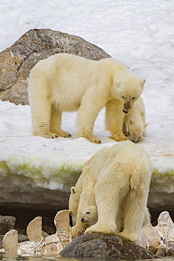 2 mother polar bears (Ursus maritimus) with cubs-of-year watch a male bear feeding on a fin whale carcass in Svalbard, Norway.