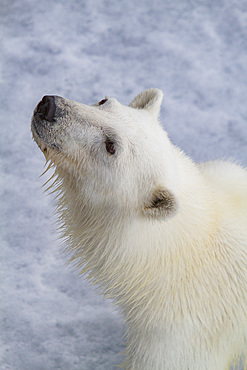 Young curious female polar bear (Ursus maritimus), on fast ice near Hinlopen Strait in the Svalbard Archipelago, Norway
