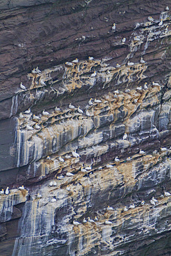 Northern gannet, Morus bassanas, breeding colony at the cliffs of Noss in the Shetland Islands, Scotland, North Atlantic Ocean.