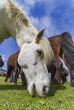 Icelandic ponies on Heimaey Island, Iceland