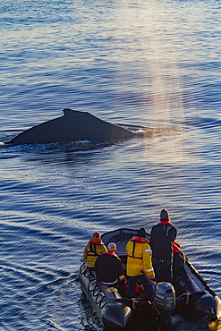 Adult humpback whale, Megaptera novaeangliae, surfacing near researchers in Zodiac at sunset, Iceland.