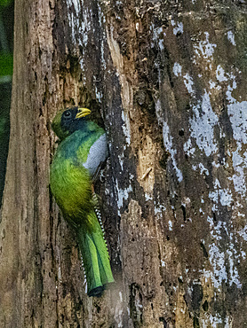 An adult collared trogon, Trogon collaris, perched during the day in a tree within the Pacaya Samiria Preserve, Peru.
