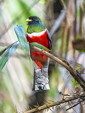 An adult collared trogon, Trogon collaris, perched during the day in a tree within the Pacaya Samiria Preserve, Peru.