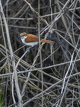 Adult red and white spinetail, Certhiaxis mustelinus, perched in a tree within the Pacaya Samiria Preserve, Peru.