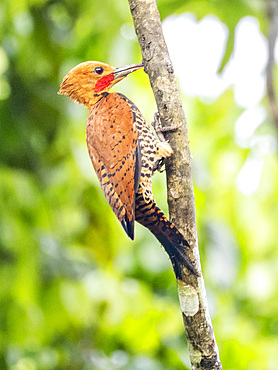 Adult ringed woodpecker, Celeus torquatus, perched on a tree within the Pacaya Samiria Preserve, Peru.