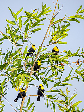 Adult yellow-hooded blackbirds, Chrysomus icterocephalus, perched in a tree within the Pacaya Samiria Preserve, Peru.