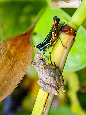 An adult Eirunepe snouted tree frog, Scinax garbei, on a leaf within the Pacaya Samiria Preserve, Peru.