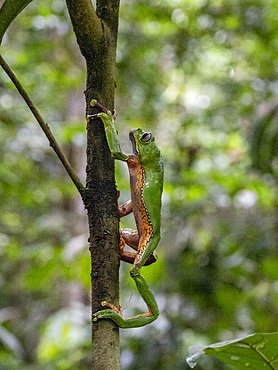 An adult giant monkey frog, Phyllomedusa bicolori, on a leaf within the Pacaya Samiria Preserve, Peru.