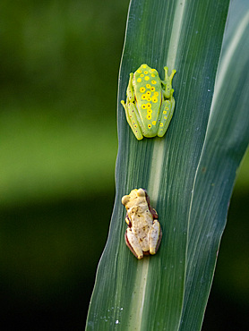 An adult polka-dot tree frog, Boana punctata, on a leaf within the Pacaya Samiria Preserve, Peru.
