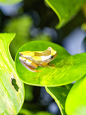 An adult variable clown tree frog, Dendropsophus Triangulum, on a leaf within the Pacaya Samiria Preserve, Peru.