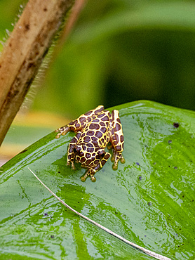An adult variable clown tree frog, Dendropsophus Triangulum, on a leaf within the Pacaya Samiria Preserve, Peru.
