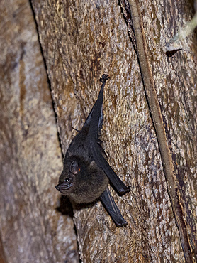 An adult greater sac-winged bat, Saccopteryx bilineata, roosting during the day within the Pacaya Samiria Preserve, Peru.
