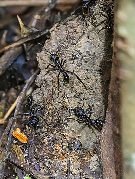 Adult bullet ants, Paraponera clavata, on a tree during the day within the Pacaya Samiria Preserve, Peru.