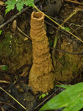 Brazilian rainforest cicada, Guyalna chlorogena, nest in the undergrowth within the Pacaya Samiria Preserve, Peru.