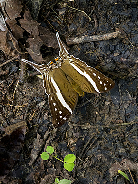 Amazon butterfly, Mazia amazonica, on a leaf in the undergrowth within the Pacaya Samiria Preserve, Peru.
