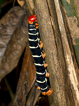 Caterpillar tetrio sphinx moth, Pseudoshinx tetrio, on a leaf in the undergrowth within the Pacaya Samiria Preserve, Peru.