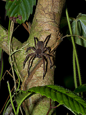 Adult Brazillian wandering spider, Phoneutris boliviensis, on a tree within the Pacaya Samiria Preserve, Peru.
