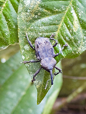 Weevil, Homalinotus depressus, on a tree within the Pacaya Samiria Preserve, Peru.