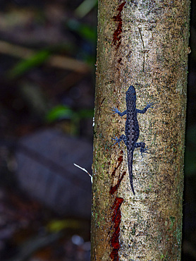 An adult bridled forest gecko, Gonatodes humeralis, climbing a tree within the Pacaya Samiria Preserve, Peru.