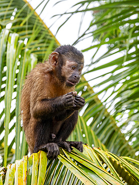 An adult captive brown capuchin monkey, Sapajus apella, climbing in a tree within the Pacaya Samiria Preserve, Peru.