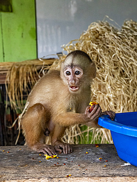 An adult Marañon white-fronted capuchin, Cebus yuracus, kept as a pet within the Pacaya Samiria Preserve, Peru.