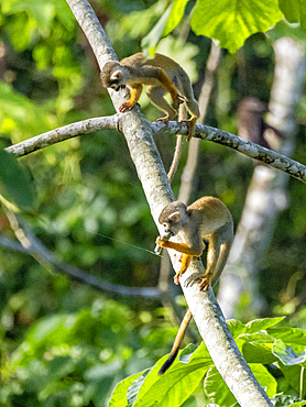 A pair of common squirrel monkeys, Saimiri sciureus, climbing in a tree within the Pacaya Samiria Preserve, Peru.