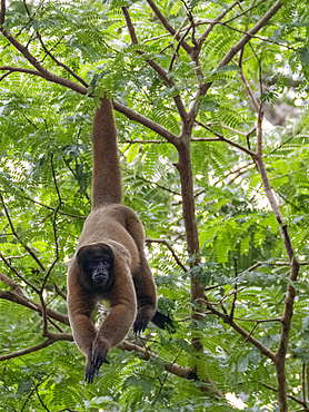 An adult common woolly monkey, Lagothrix lagothricha, climbing in a tree within the Pacaya Samiria Preserve, Peru.