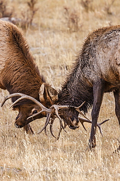 Bull elk (Cervus canadensis) fighting in rut in Rocky Mountain National Park, Colorado, United States of America, North America 