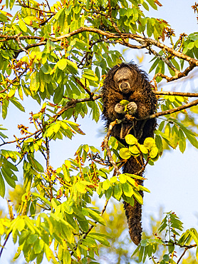 An adult Isabel's monk saki monkey, Pithecia isabela, feeding in a tree within the Pacaya Samiria Preserve, Peru.