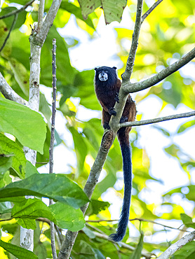 Adult saddleback tamarin, Saguinus fuscicollis, climbing in a tree within the Pacaya Samiria Preserve, Peru.