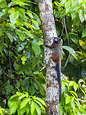 Adult saddleback tamarin, Saguinus fuscicollis, climbing in a tree within the Pacaya Samiria Preserve, Peru.